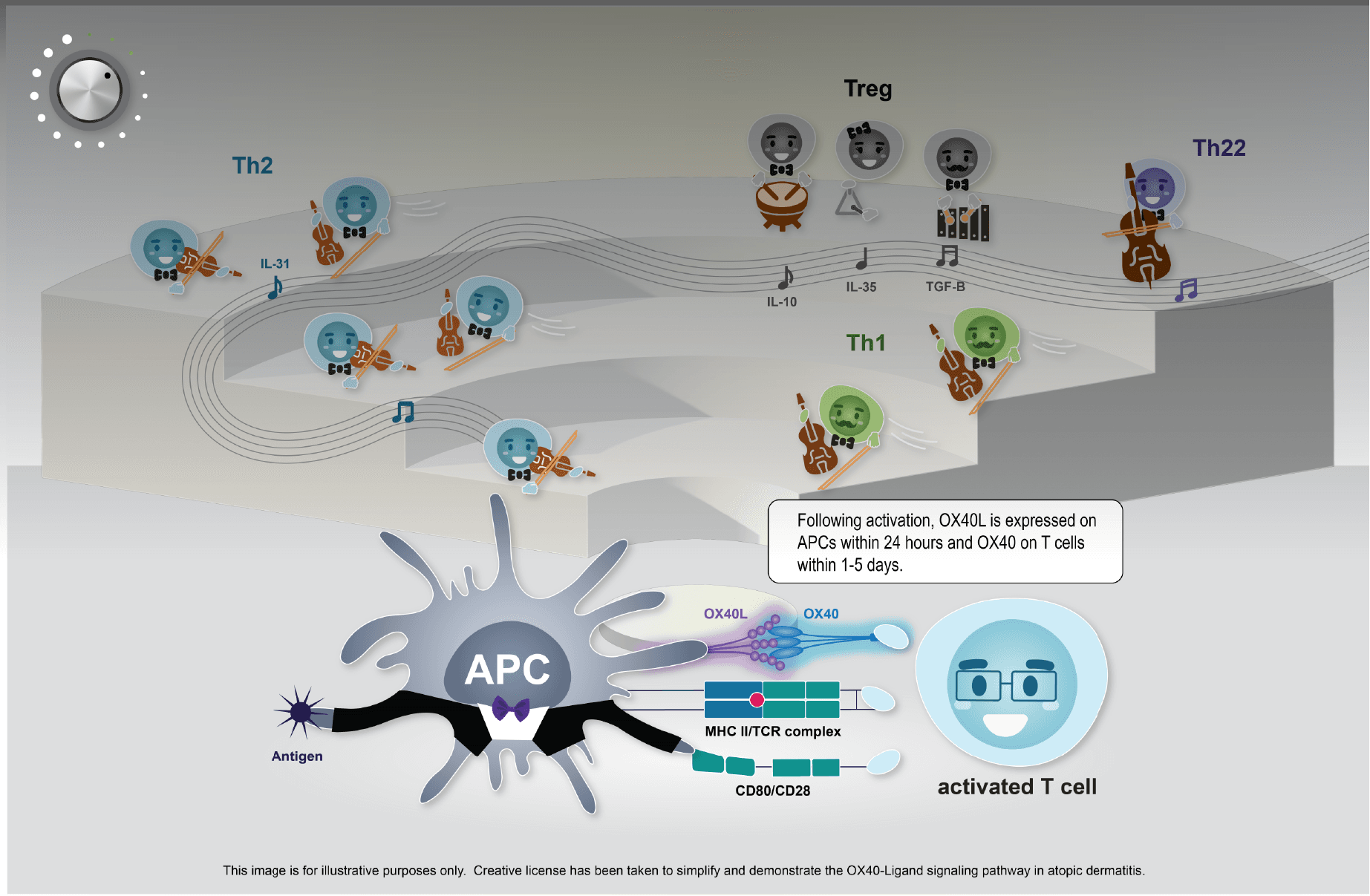 Figure 1: Professional APCs and OX40L are critical for the activation and expansion of effector T cells in AD

After antigen engagement by the TCR, interaction of the first co-stimulatory receptor−ligand pair expressed on APCs and T cells follows (e.g., CD40−CD40L and CD80−CD28). The early phase of T-cell activation initiates the expression of the secondary co-stimulatory molecule OX40L on the surface of APCs. The expression of its receptor, OX40, soon follows on the surface of activated T cells. OX40L signaling drives expansion of effector T cells and suppresses Treg induction.5

AD, atopic dermatitis; APC, antigen-presenting cell; CD, cluster of differentiation; MHC II, major histocompatibility complex class II; OX40L, OX40-Ligand; TCR, T-cell receptor; TGF-B, transforming growth factor beta; Th, helper T cell; Treg, regulatory T cell.